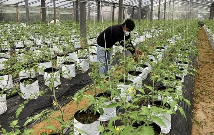 Quy trình chuẩn bị đất để trồng cà chua cherry vàng