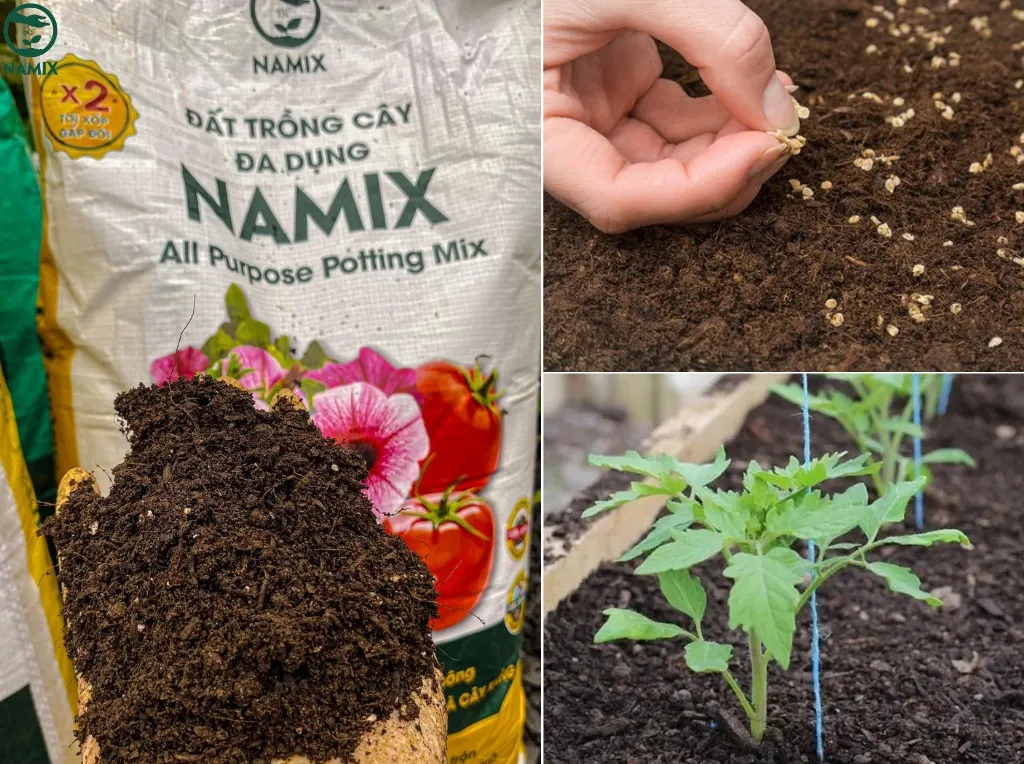 cach trong ca chua chuoi ngoc