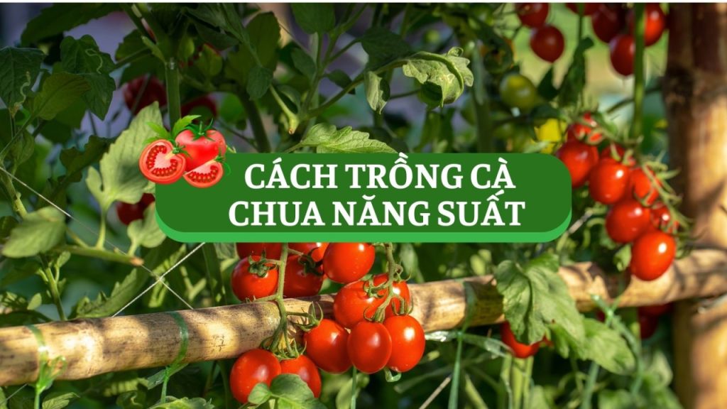 Cách Trồng Cây Cải Xoăn Đạt Năng Suất Cao Tại Việt Nam