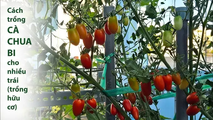Cách Trồng Cây Cà Chua Tại Nhà: Hướng Dẫn Chi Tiết Từ A Đến Z