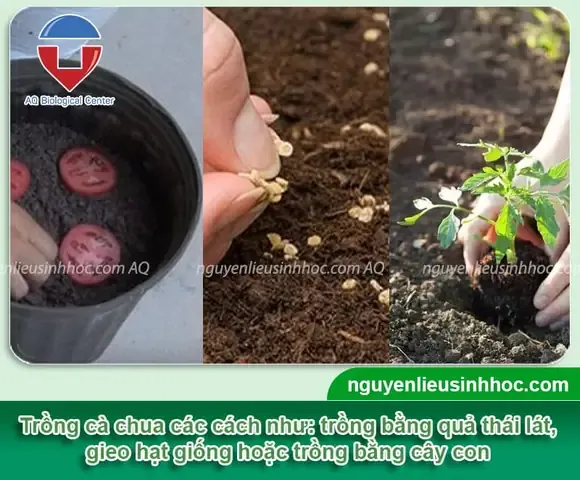 Hướng dẫn chi tiết quy trình gieo trồng và chăm sóc cây cà chua trái cây