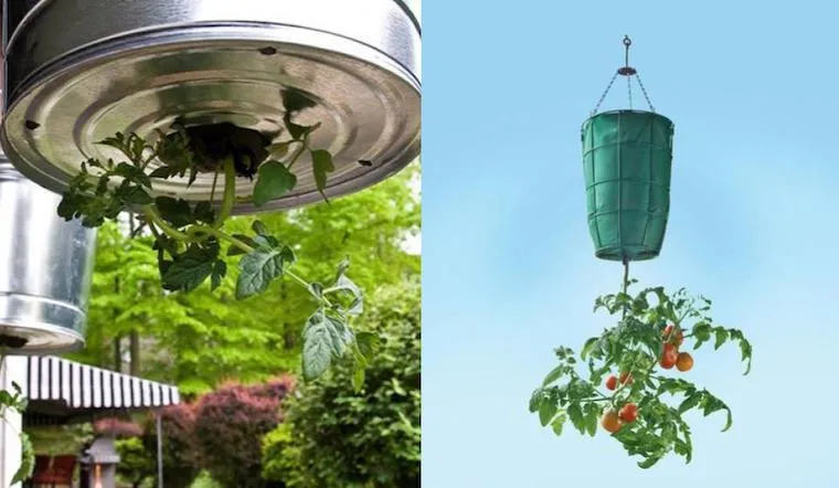 Cà chua treo ngược không chỉ là giải pháp tối ưu không gian mà còn mang lại vẻ đẹp độc đáo