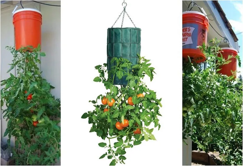 Lưu ý sử dụng chậu có kích thước vừa phải để tối ưu diện tích và năng suất