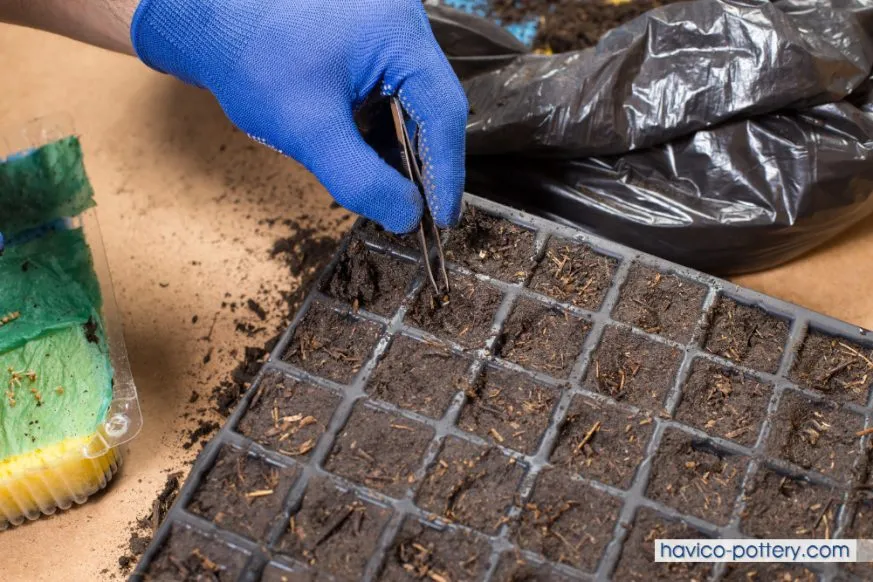 Chuẩn bị đất tơi xốp và chậu thoát nước tốt cho quá trình trồng măng tây trong chậu