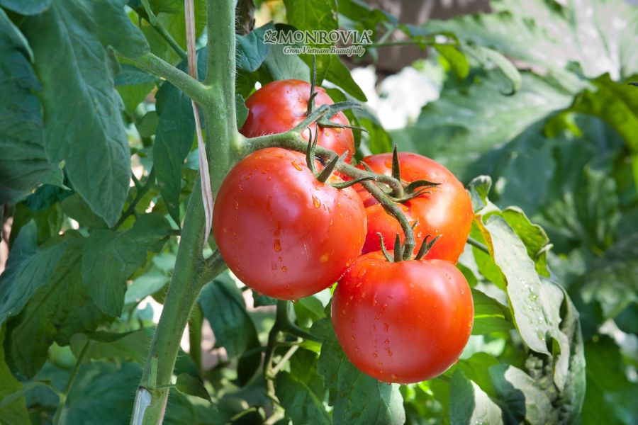 Cách Trồng Cà Chua Leo Giàn Đạt Năng Suất Cao Tại Vườn Nhà