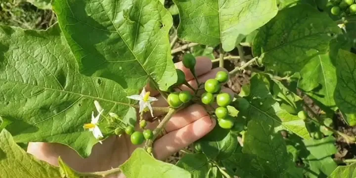 Hạt giống và kỹ thuật gieo trồng chuyên nghiệp trong cách trồng cà đắng