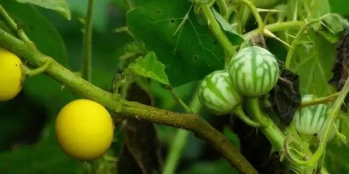 Đặc điểm và giá trị của cây cà đắng, nền tảng để bắt đầu cách trồng cà đắng thành công