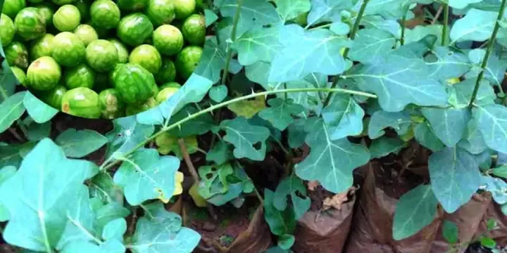 Kỹ thuật bón phân và chăm sóc ngoài vườn trong quy trình cách trồng cà đắng