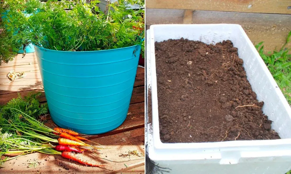 Chuẩn bị thùng xốp hoặc chậu nhựa rộng rãi, có lỗ thoát nước