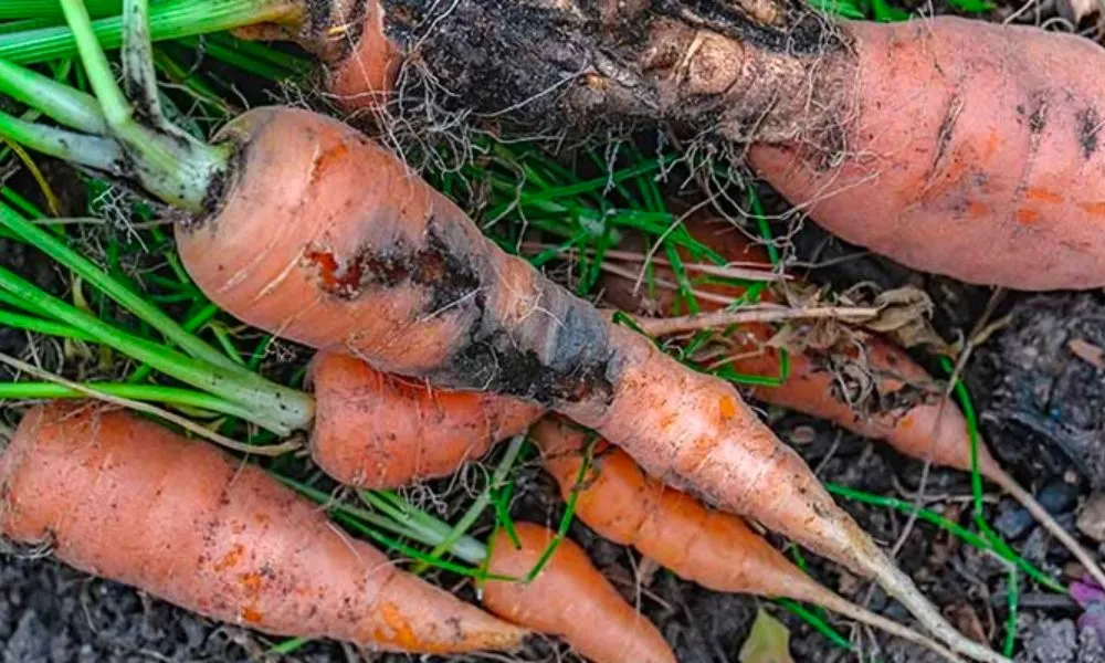 Cà rốt bị bệnh thối củ có thể do đất quá ẩm hoặc thiếu thoát nước