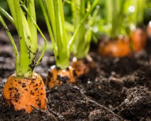 Cách trồng cà rốt bằng hạt đơn giản tại nhà cho củ mập và đều