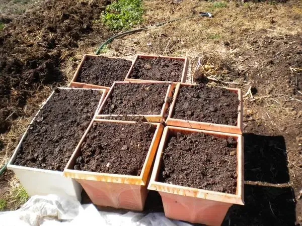 Lưu ý quan trọng khi bắt đầu trồng cà rốt tại vườn