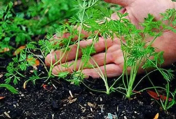 Thiết lập hệ thống tưới nhỏ giọt để chăm sóc cây cà rốt tròn chuyên nghiệp