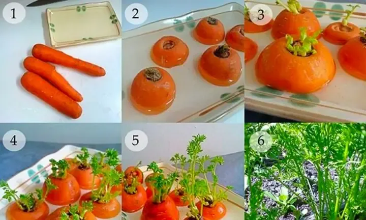 Đo kích thước củ cà rốt tròn đã sẵn sàng thu hoạch với đường kính 5-8cm