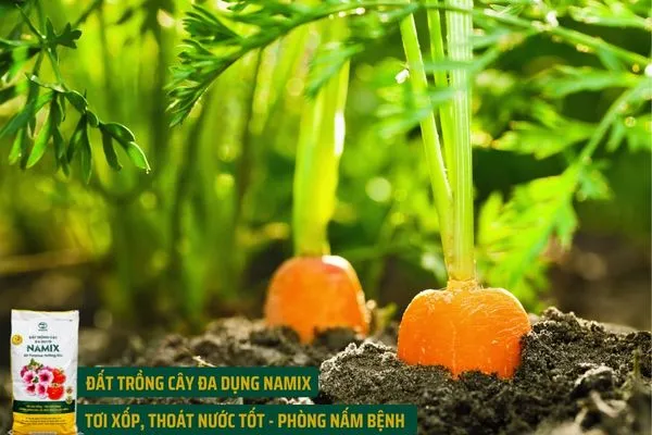 Cách trồng cà rốt