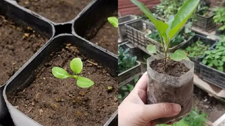 Kỹ thuật chuẩn bị đất và lên luống theo mô hình trồng cà tím chuyên nghiệp