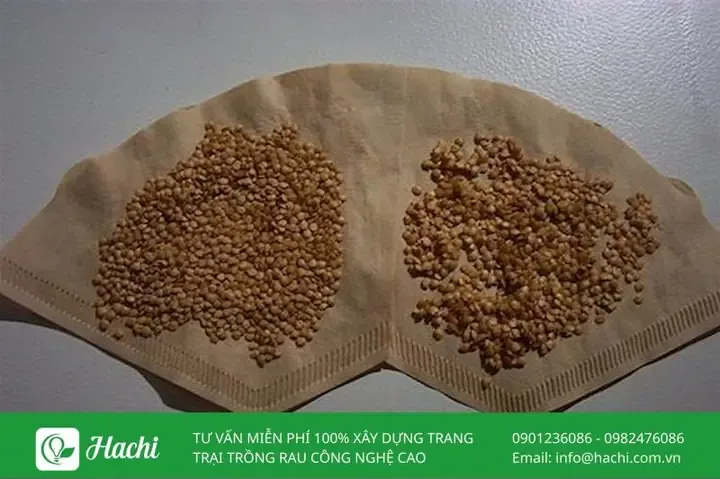 Các bước gieo ươm hạt cà tím trong khay và bầu đất