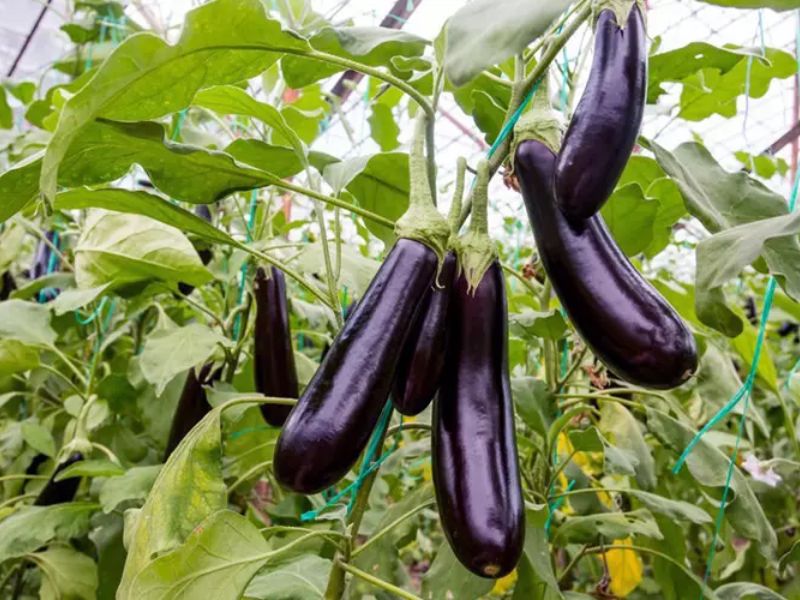 Cách Trồng Cà Tím Dài Đúng Kỹ Thuật Cho Năng Suất Cao Tại Vườn