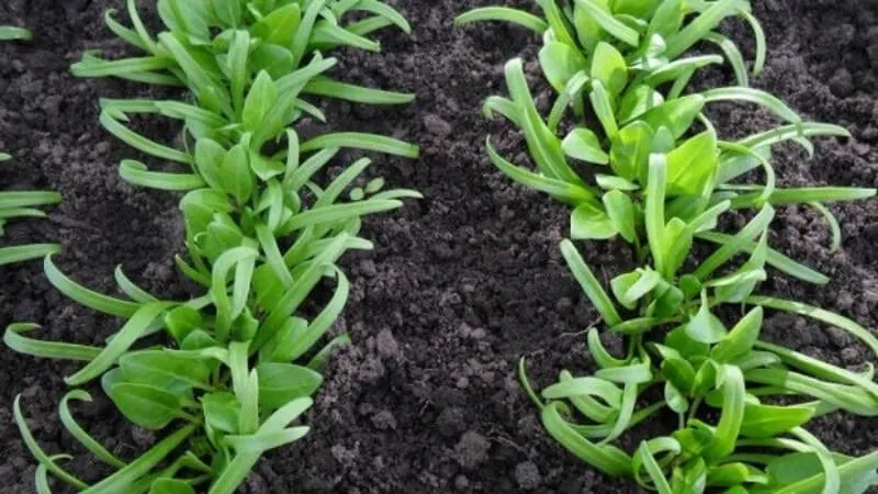 Vun gốc bón thúc