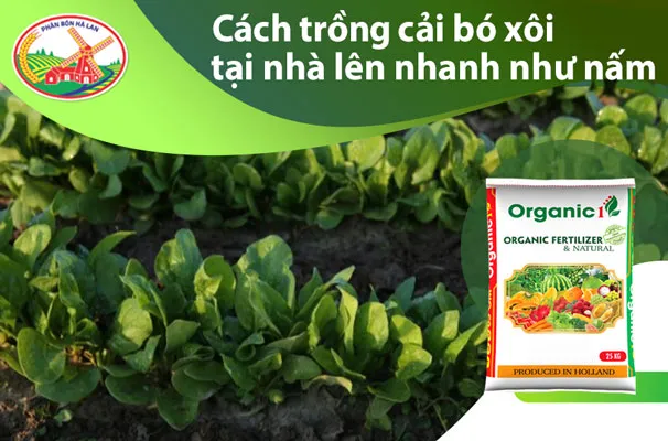Quy trình chi tiết cách trồng cải bó xôi tại nhà, từ gieo hạt đến thu hoạch