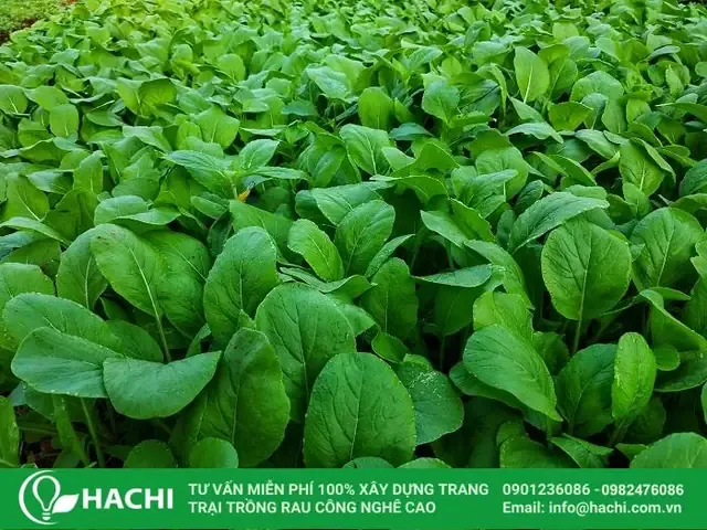 Giá Trị Dinh Dưỡng Của Rau Cải Ngọt Tái Sinh Từ Gốc