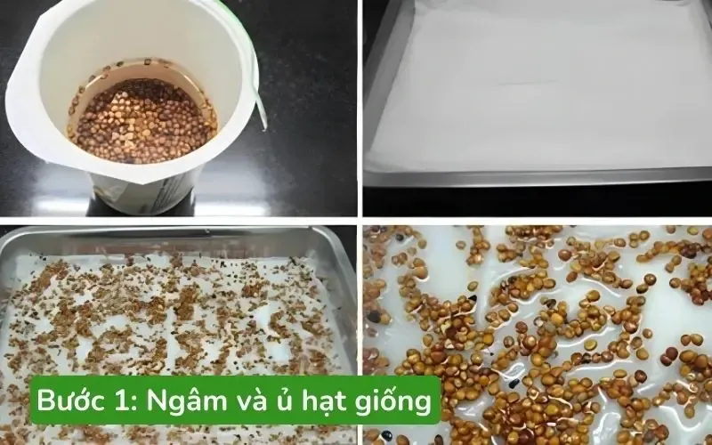 Kỹ thuật ngâm ủ hạt giống cải thìa đúng cách giúp tăng tỷ lệ nảy mầm