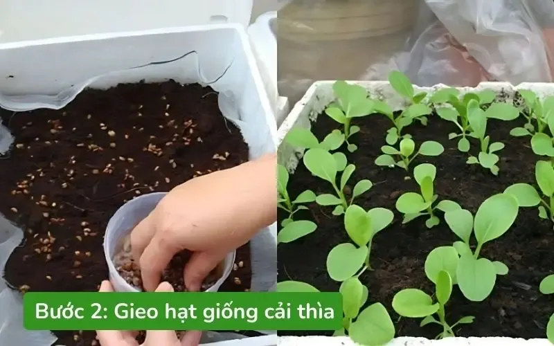 Gieo hạt cải thìa đúng cách theo hàng ngang giúp cây phát triển đều và dễ chăm sóc
