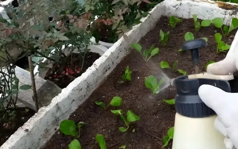 Chăm sóc và tưới nước cho cải thìa đúng liều lượng giúp cây hấp thụ dinh dưỡng tốt hơn