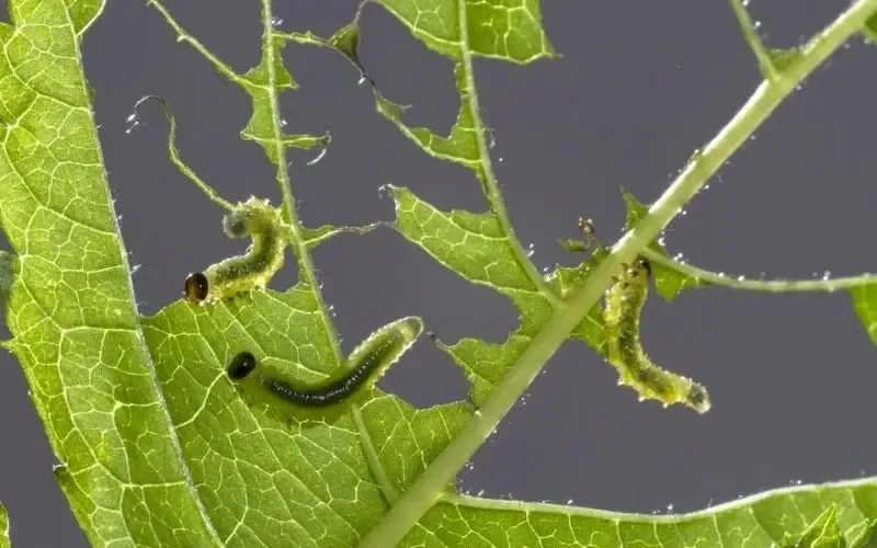 Phòng trừ sâu bệnh trên cây cải thìa ngay từ giai đoạn non là bước không thể bỏ qua để bảo vệ năng suất