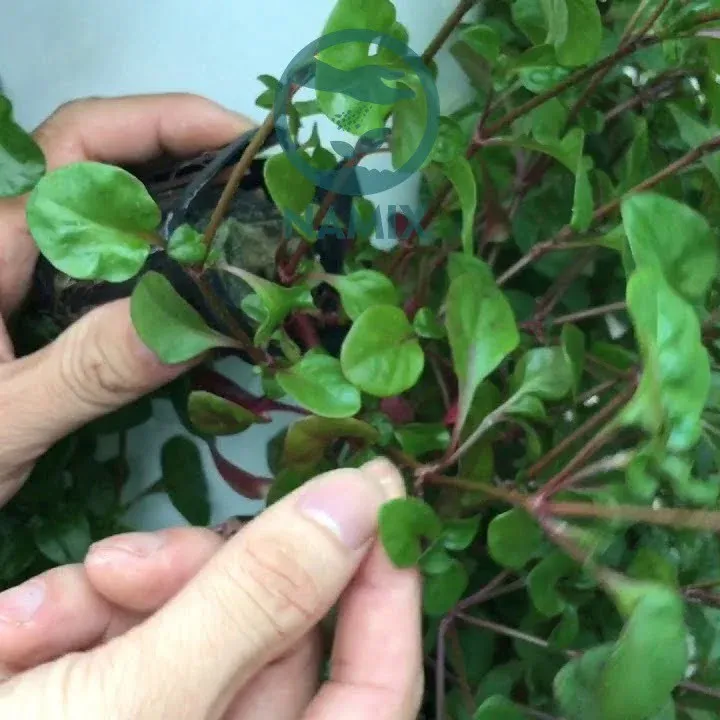 Cành cải xoong Nhật khỏe mạnh chuẩn bị cho việc giâm trồng