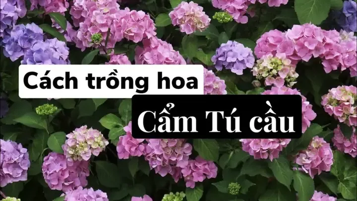 Cẩm tú cầu với các màu sắc khác nhau thay đổi theo độ pH đất.