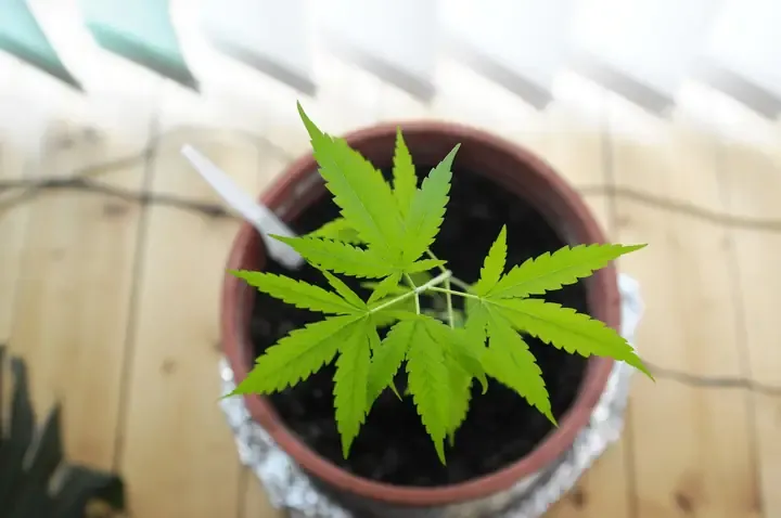 Cảnh báo về rủi ro pháp lý khi trồng cần sa tại nhà