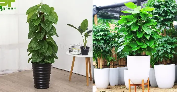 Chăm sóc và uốn dây cây bã trầu leo cột/trụ