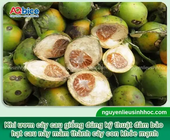 Tá»•ng Quan Vá» CÃ¡ch Æ¯Æ¡m CÃ¢y Cau Giá»‘ng