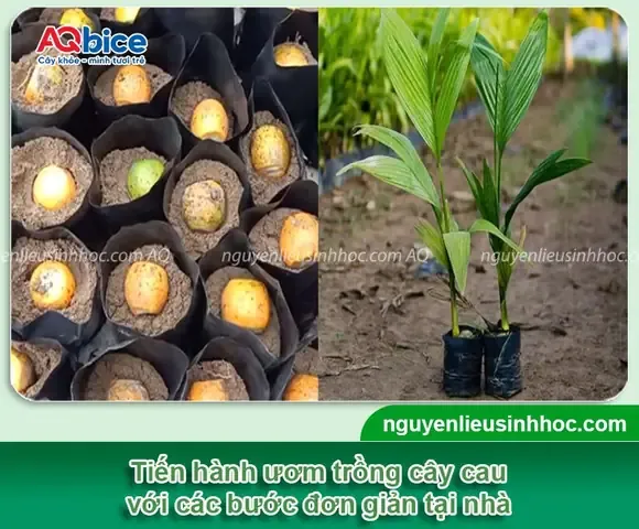 HÆ°á»›ng Dáº«n CÃ¡ch Æ¯Æ¡m Cau Giá»‘ng ÄÆ¡n Giáº£n