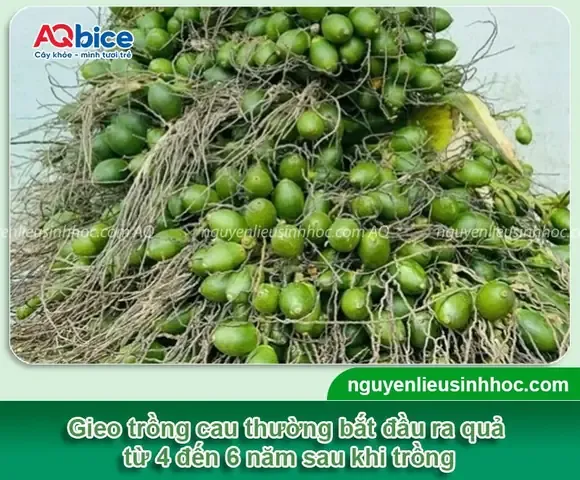 CÃ¢y Cau Bao NhiÃªu NÄƒm ThÃ¬ Cho Quáº£? Tuá»•i Thá» Cá»§a CÃ¢y Cau LÃ  Bao LÃ¢u?