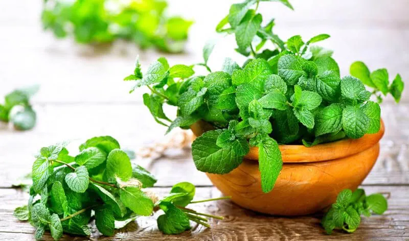 cách trồng cây bạc hà