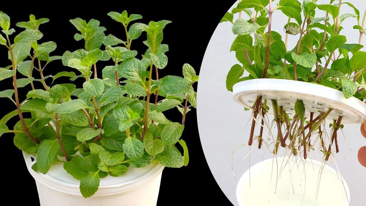 cách trồng cây bạc hà