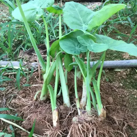 Dọc Mùng Phải Trồng Nơi Thoát Nước Tuyệt Đối Để Tránh Thối Rễ Ngay Cả Khi Tưới Nhiều