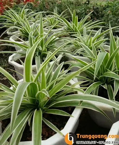 Thông tin về cây Bạch Chỉ