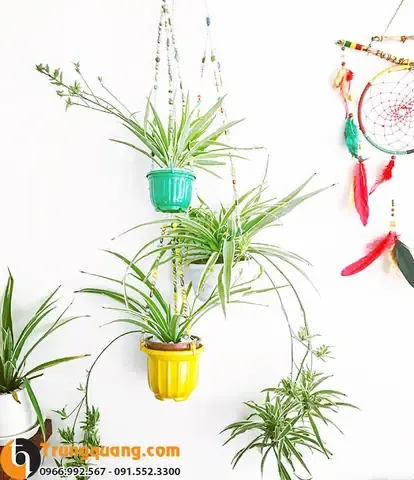 Thông tin về cây Bạch Chỉ