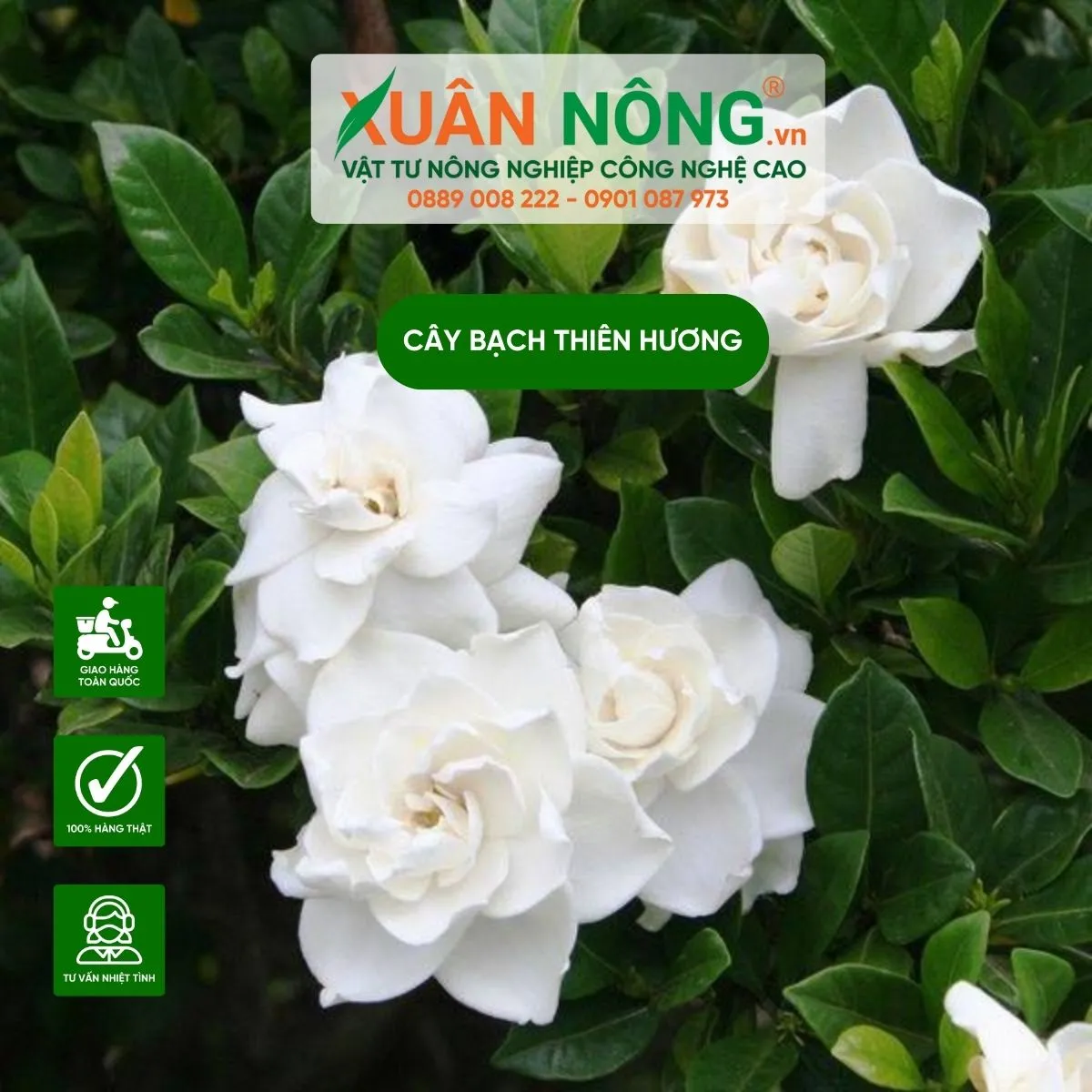 Các bước thực hiện cách trồng cây Bạch Thiên Hương đúng kỹ thuật để cây phát triển khỏe mạnh