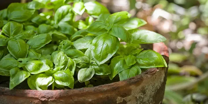 Cây Basil lá xanh tươi, rậm rạp