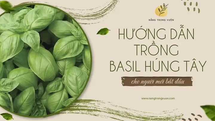 Chậu Cây Basil Rậm Rạp