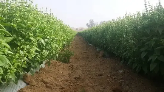 Basil tươi trong căn bếp