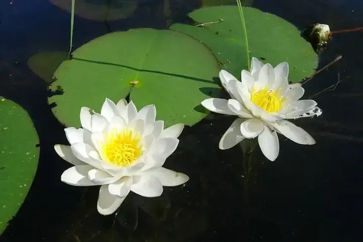 Củ và thân cây bảy lá một hoa (Paris polyphylla)