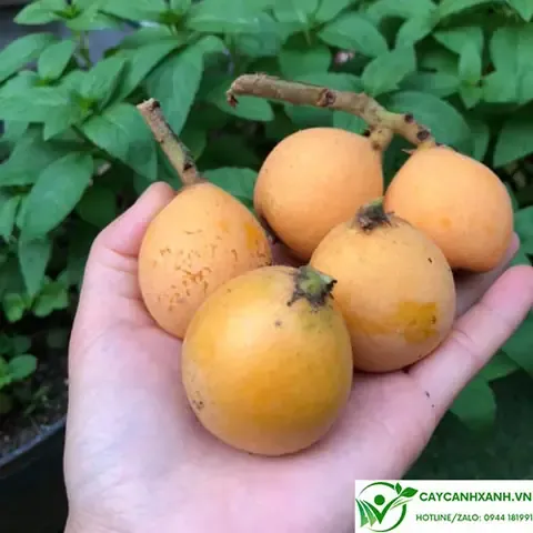 Quả Biwa Đã Thu Hoạch, Thành Quả Của Quá Trình Trồng Cây Biwa