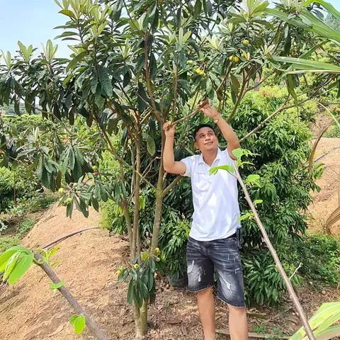 Cây Biwa Giống Tối Ưu Cho Việc Trồng Cây Biwa