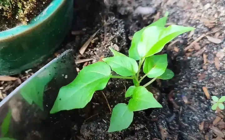 Cây bồ đề bonsai với bộ rễ nổi đẹp và thân uốn lượn, minh họa cách trồng cây bồ đề bonsai.