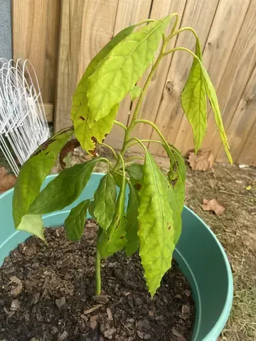 Cây bơ ghép non đã phát triển cành lá khỏe mạnh sau khi trồng và chăm sóc